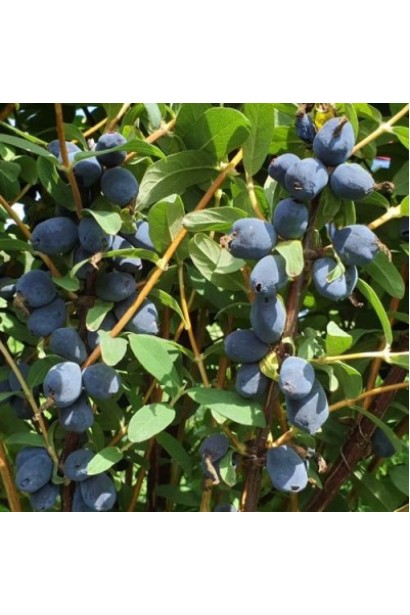 Морозостійкий сорт жимолості для українських садів